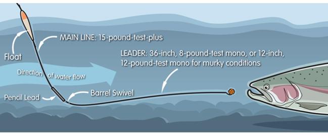 steelhead set up